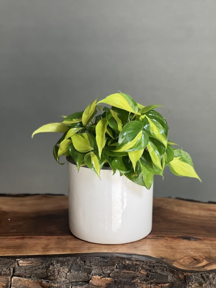 گیاه دارویی